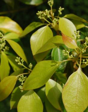 Fotografia 5 da espécie Cinnamomum camphora no Jardim Botânico UTAD
