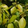 Fotografia 5 da espécie Cinnamomum camphora do Jardim Botânico UTAD