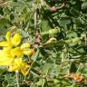 Fotografia 5 da espécie Coronilla glauca do Jardim Botânico UTAD