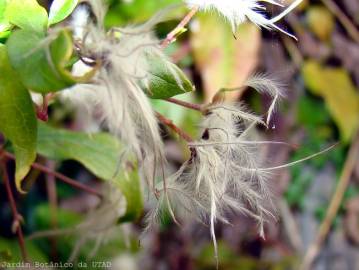 Fotografia da espécie Clematis vitalba