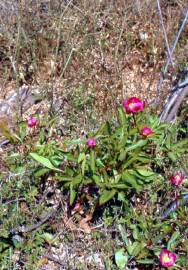 Fotografia da espécie Paeonia broteri