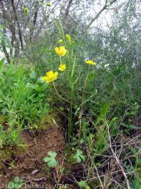 Fotografia da espécie Ranunculus ollissiponensis subesp. ollissiponensis