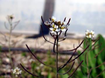 Fotografia da espécie Cardamine hirsuta