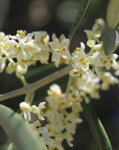 Fotografia de capa Olea europaea subesp. europaea var. sylvestris - do Jardim Botânico