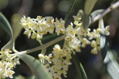 Fotografia da espécie Olea europaea subesp. europaea var. sylvestris