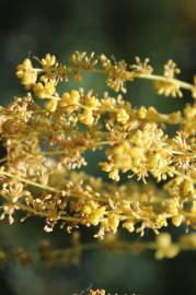 Fotografia da espécie Quercus rotundifolia