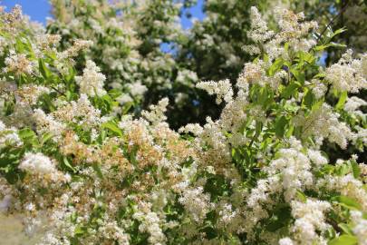 Fotografia da espécie Ligustrum vulgare