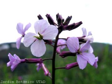 Fotografia da espécie Erysimum linifolium