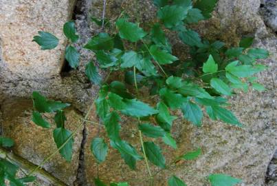 Fotografia da espécie Clematis vitalba