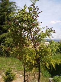 Fotografia da espécie Cryptomeria japonica