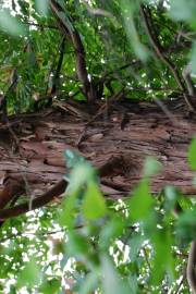 Fotografia da espécie Eucalyptus gunnii