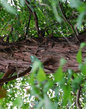Fotografia 3 da espécie Eucalyptus gunnii no Jardim Botânico UTAD