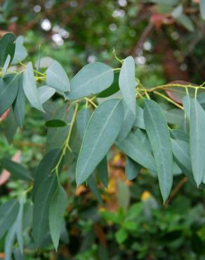 Fotografia 4 da espécie Eucalyptus gunnii no Jardim Botânico UTAD