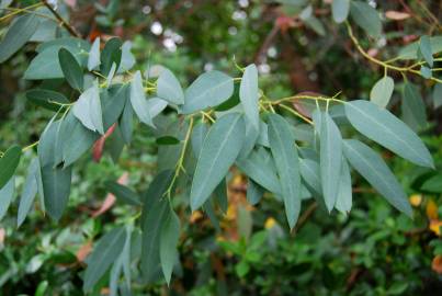 Fotografia da espécie Eucalyptus gunnii