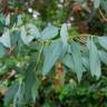 Fotografia 4 da espécie Eucalyptus gunnii do Jardim Botânico UTAD
