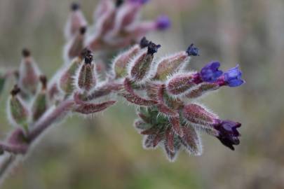 Fotografia da espécie Anchusa undulata subesp. undulata