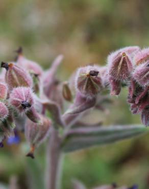 Fotografia 3 da espécie Anchusa undulata subesp. undulata no Jardim Botânico UTAD