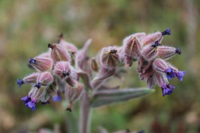 Fotografia da espécie Anchusa undulata subesp. undulata