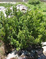 Buxus sempervirens