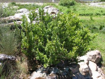 Fotografia da espécie Buxus sempervirens