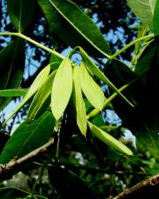Fotografia da espécie Fraxinus angustifolia
