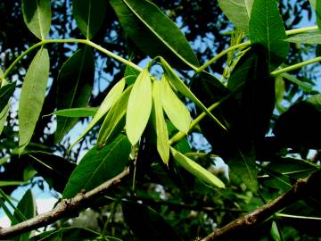 Fotografia da espécie Fraxinus angustifolia subesp. angustifolia