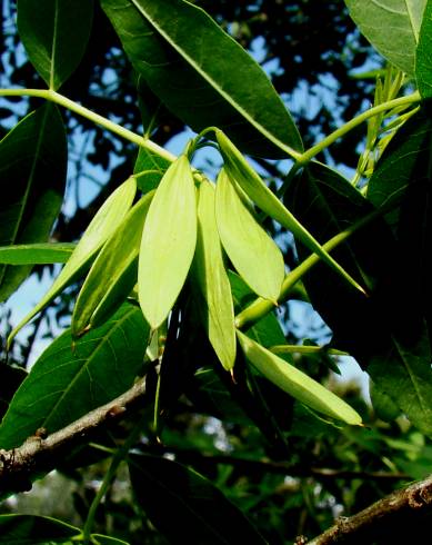Fotografia de capa Fraxinus angustifolia subesp. angustifolia - do Jardim Botânico