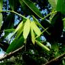 Fotografia 1 da espécie Fraxinus angustifolia subesp. angustifolia do Jardim Botânico UTAD