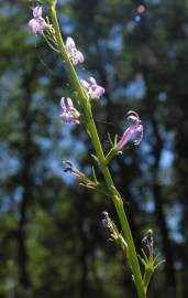 Fotografia da espécie Lobelia urens