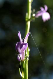 Fotografia da espécie Lobelia urens