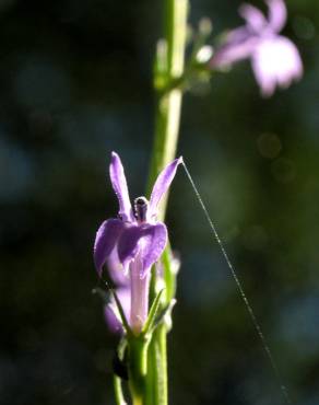 Fotografia 3 da espécie Lobelia urens no Jardim Botânico UTAD