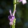 Fotografia 3 da espécie Lobelia urens do Jardim Botânico UTAD