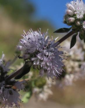 Fotografia 6 da espécie Mentha cervina no Jardim Botânico UTAD