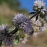 Fotografia 6 da espécie Mentha cervina do Jardim Botânico UTAD