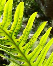 Fotografia da espécie Polypodium interjectum