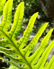 Polypodium interjectum