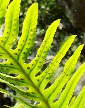 Fotografia 1 da espécie Polypodium interjectum no Jardim Botânico UTAD