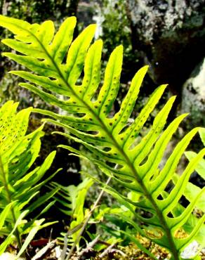 Fotografia 2 da espécie Polypodium interjectum no Jardim Botânico UTAD