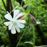 Fotografia 5 da espécie Silene latifolia do Jardim Botânico UTAD