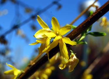 Fotografia da espécie Forsythia x intermedia