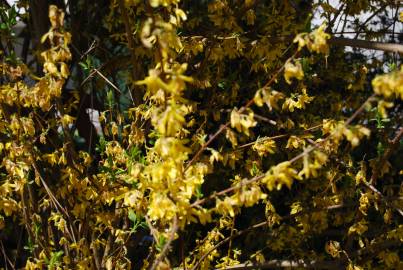 Fotografia da espécie Forsythia x intermedia