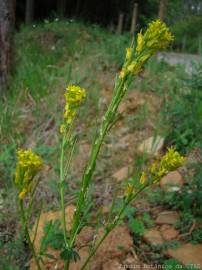 Fotografia da espécie Sisymbrium austriacum subesp. contortum