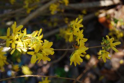 Fotografia da espécie Forsythia x intermedia