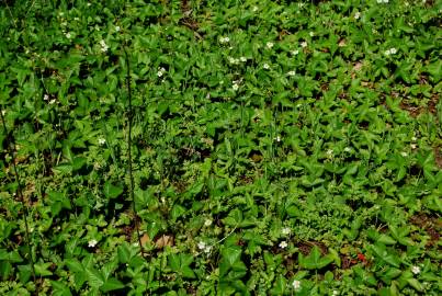 Fotografia da espécie Fragaria vesca subesp. vesca