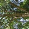 Fotografia 2 da espécie Fraxinus angustifolia subesp. angustifolia do Jardim Botânico UTAD