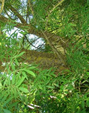 Fotografia 3 da espécie Fraxinus angustifolia subesp. angustifolia no Jardim Botânico UTAD
