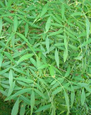 Fotografia 4 da espécie Fraxinus angustifolia subesp. angustifolia no Jardim Botânico UTAD