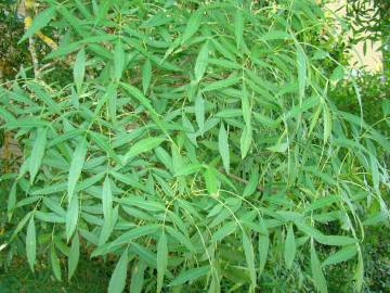 Fotografia da espécie Fraxinus angustifolia subesp. angustifolia