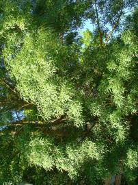 Fotografia da espécie Fraxinus angustifolia subesp. angustifolia