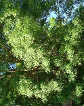 Fotografia 5 da espécie Fraxinus angustifolia subesp. angustifolia no Jardim Botânico UTAD